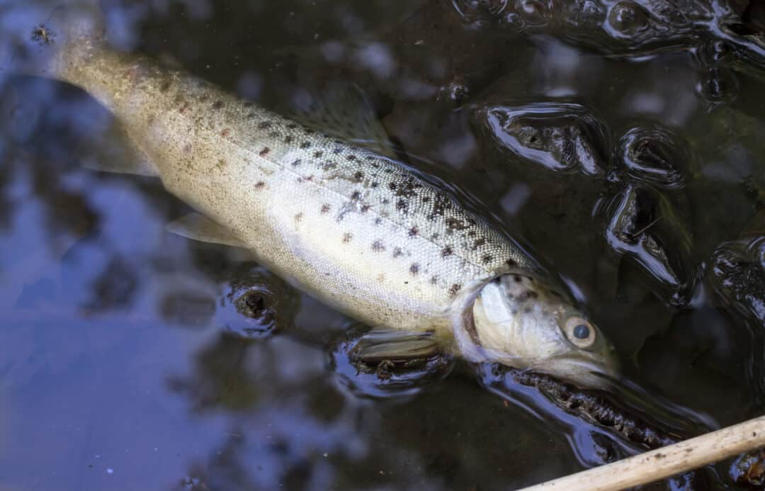 Can Rainbow Trout Live In Warm Water? Optimal Trout Temperatures ...