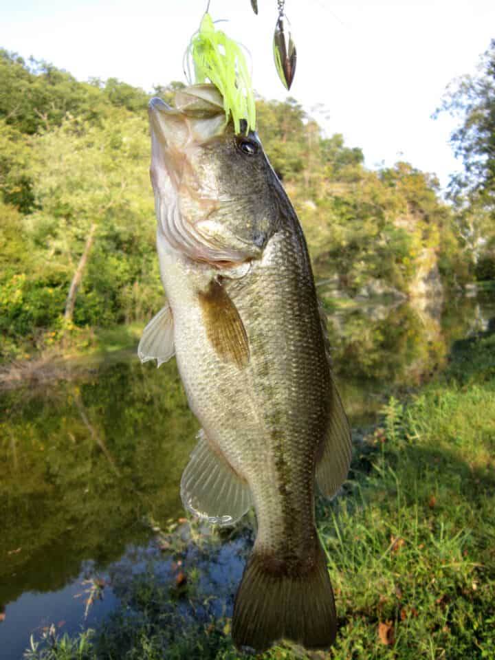 Stunning How Long Can A Bass Live Out Of Water Scene Photography Stunning How Long Can A Bass Live Out Of Water Scene Photography