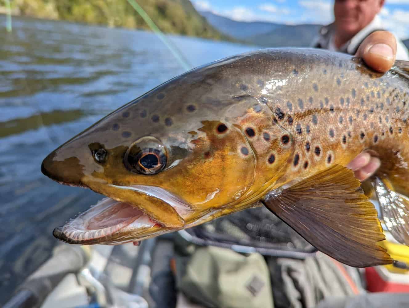 Do Trout Have Backbones? A Skeletal System Breakdown – AnglerWise