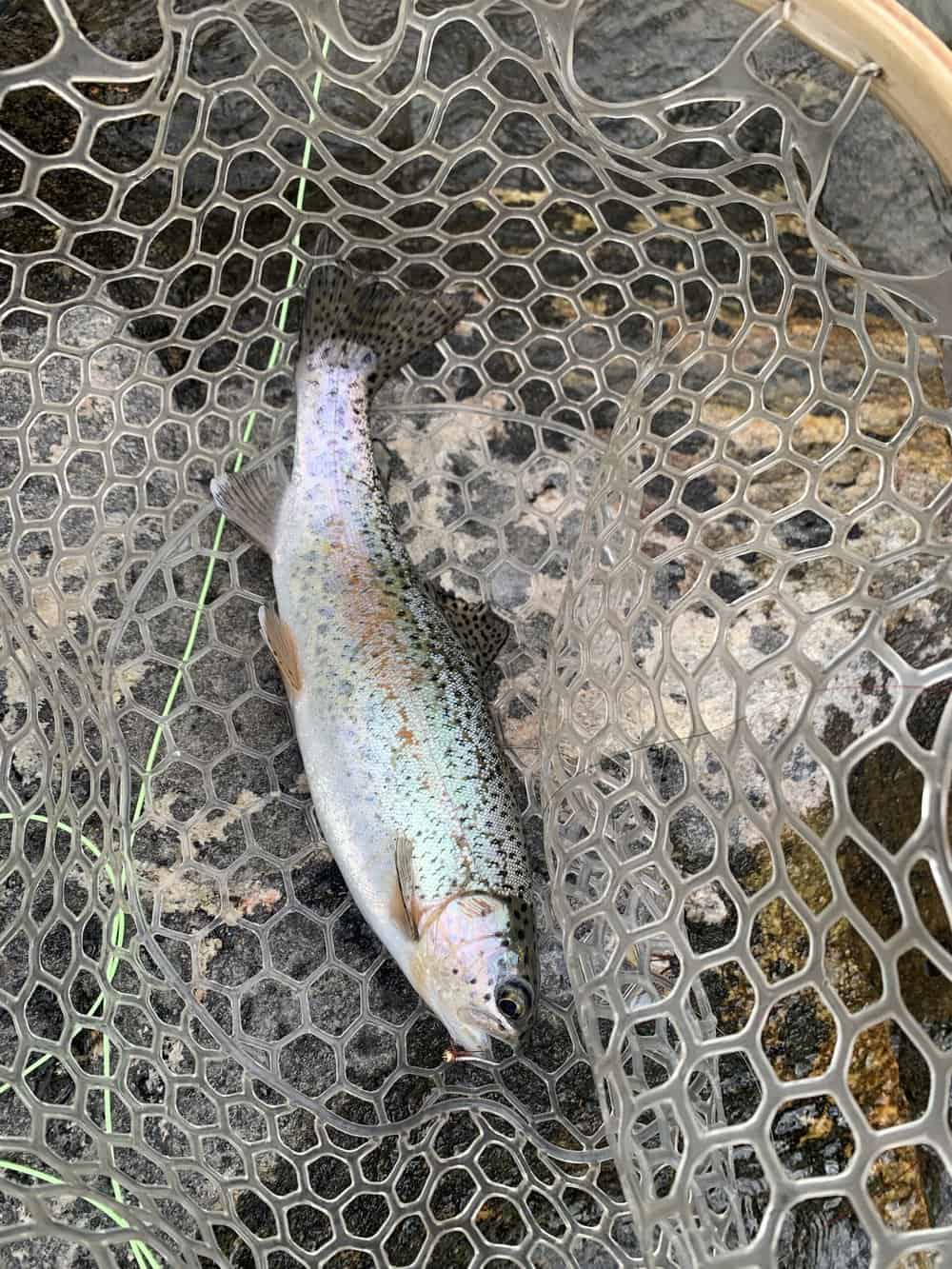 How To Fish For Heavily Pressured Trout: Learn To Adjust Your Tactics ...